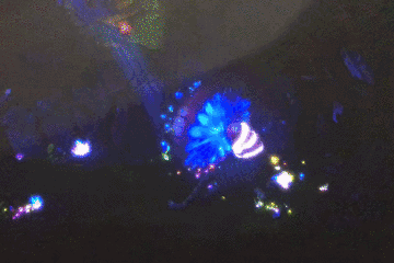 18.gif