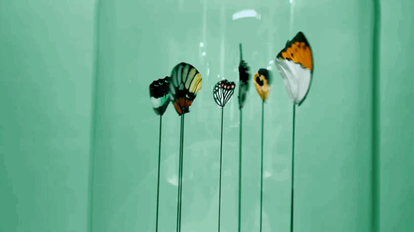 640_35.gif