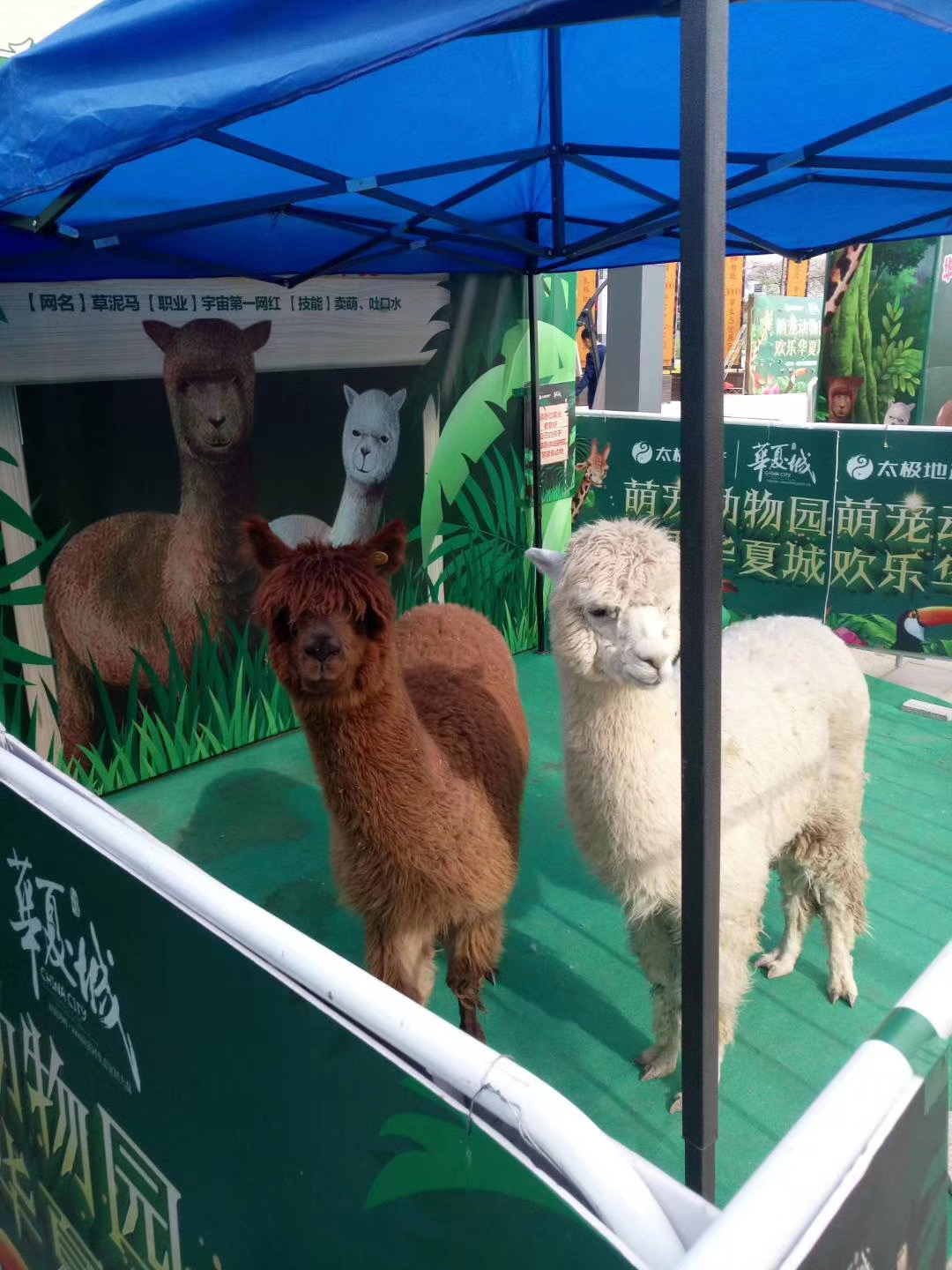 商超必备暖场活动可爱萌宠展出租