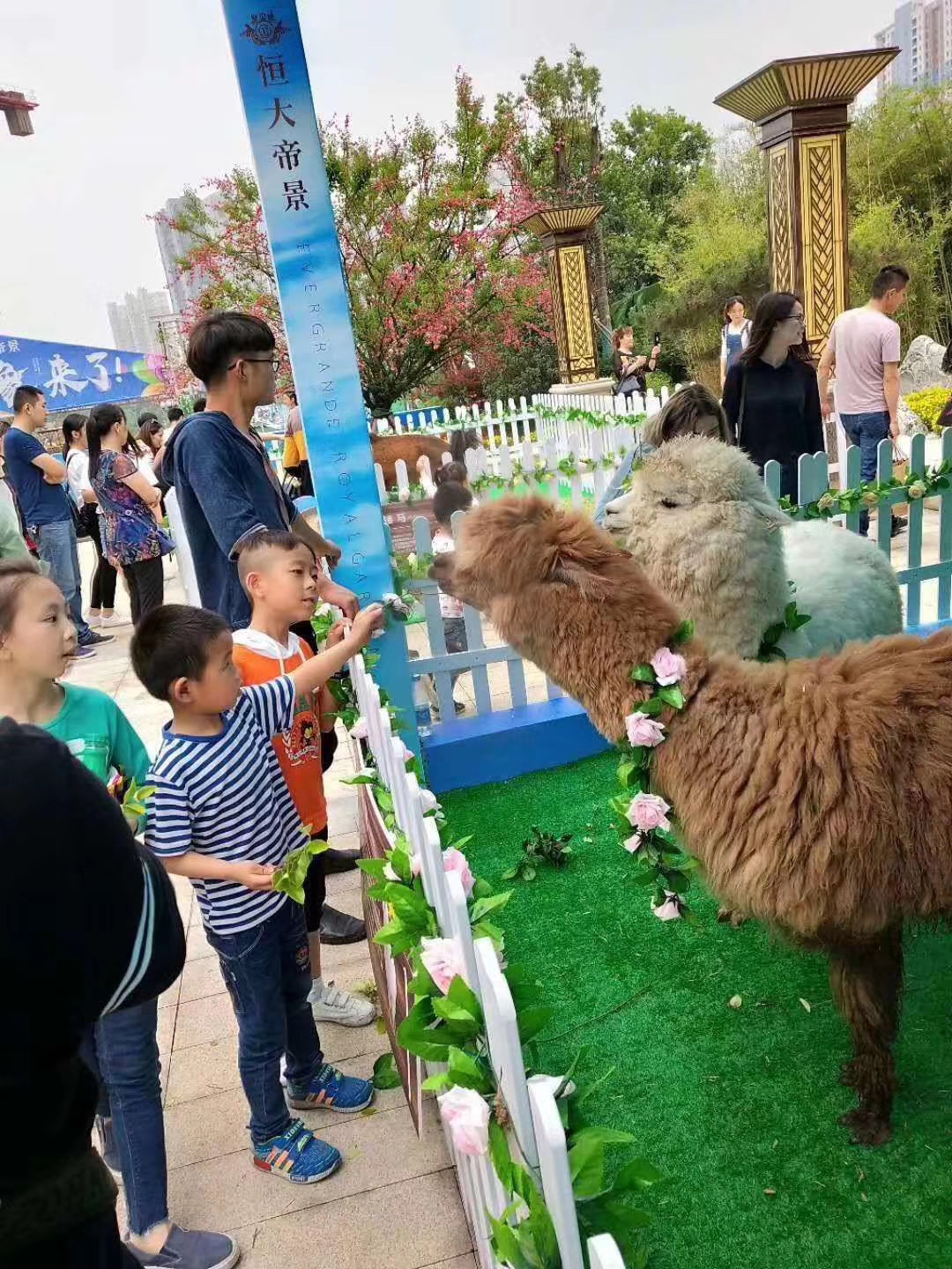 商超必备暖场活动可爱萌宠展出租