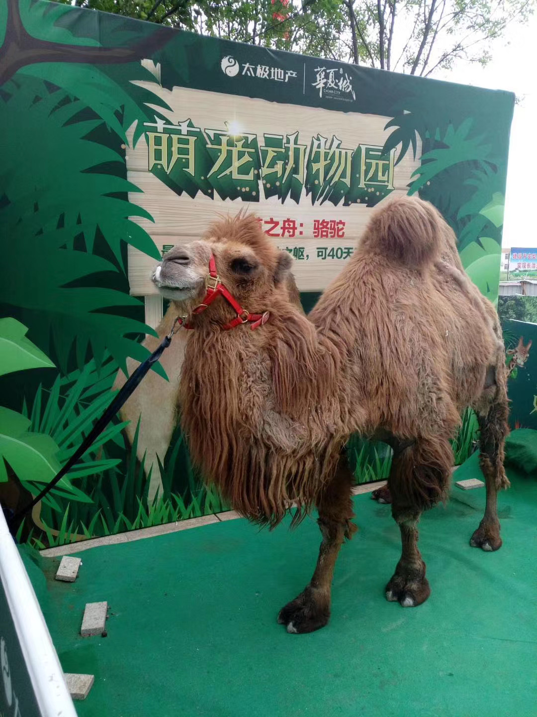 商超必备暖场活动可爱萌宠展出租