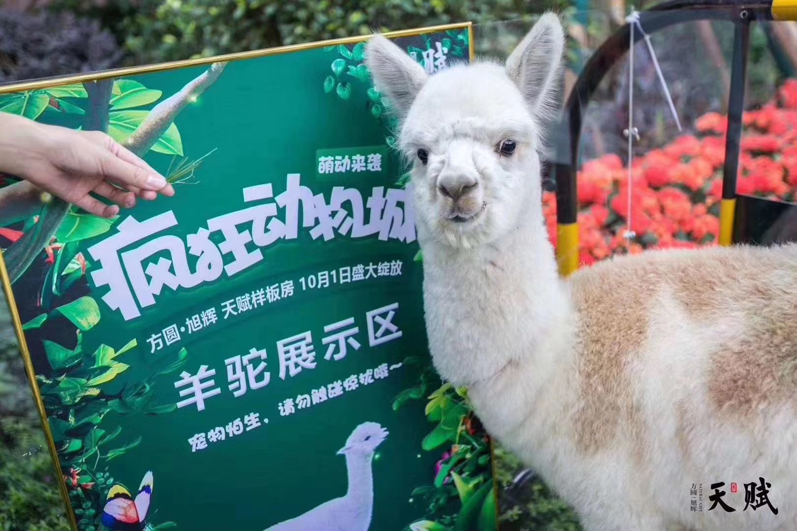商超必备暖场活动可爱萌宠展出租