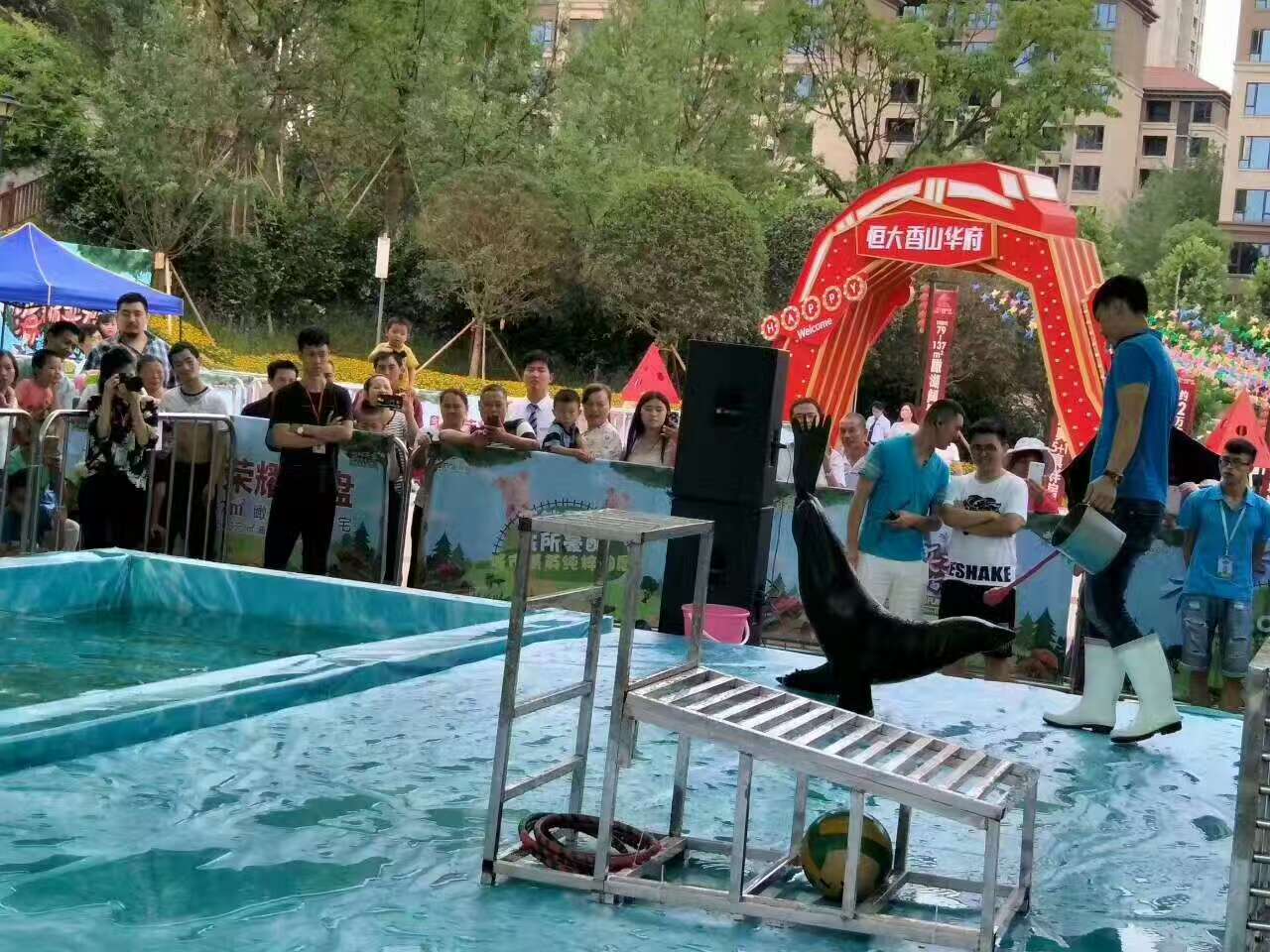 可爱海狮表演