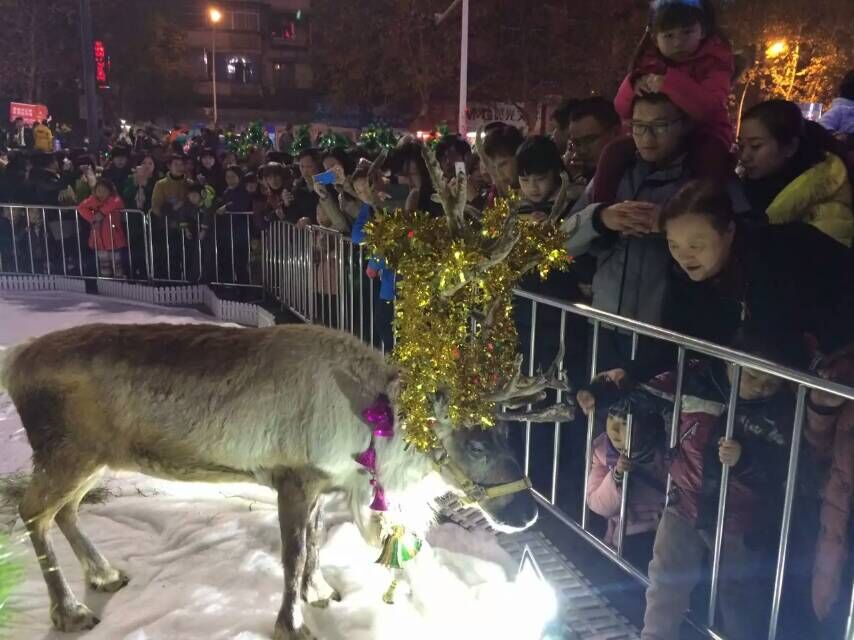 圣诞驯鹿租赁出租2021圣诞节活动观赏驯鹿展示