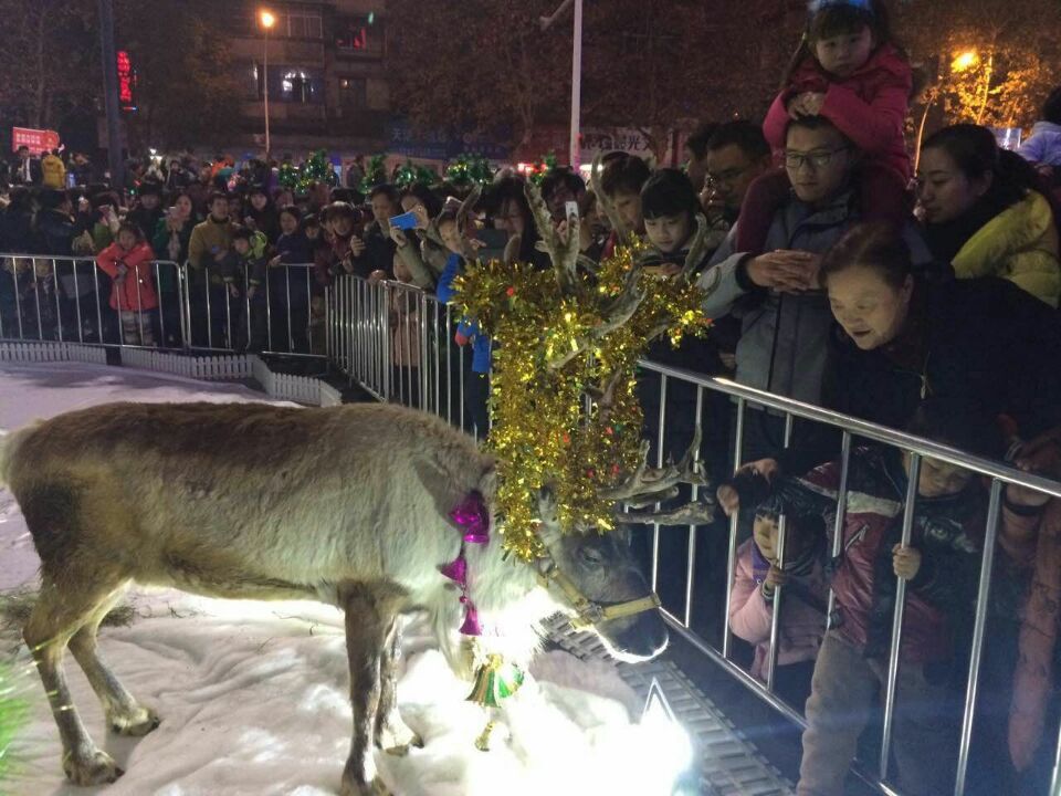 圣诞驯鹿租赁出租2021圣诞节活动观赏驯鹿展示