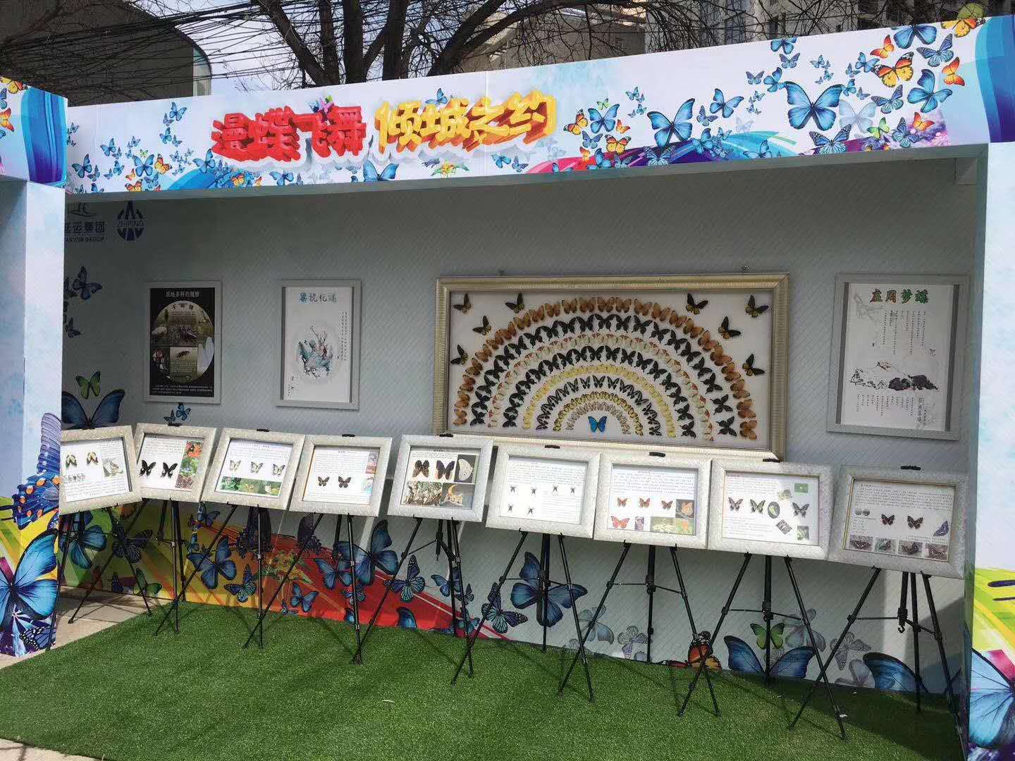 蝴蝶标本蝴蝶资源蝴蝶展活动道具