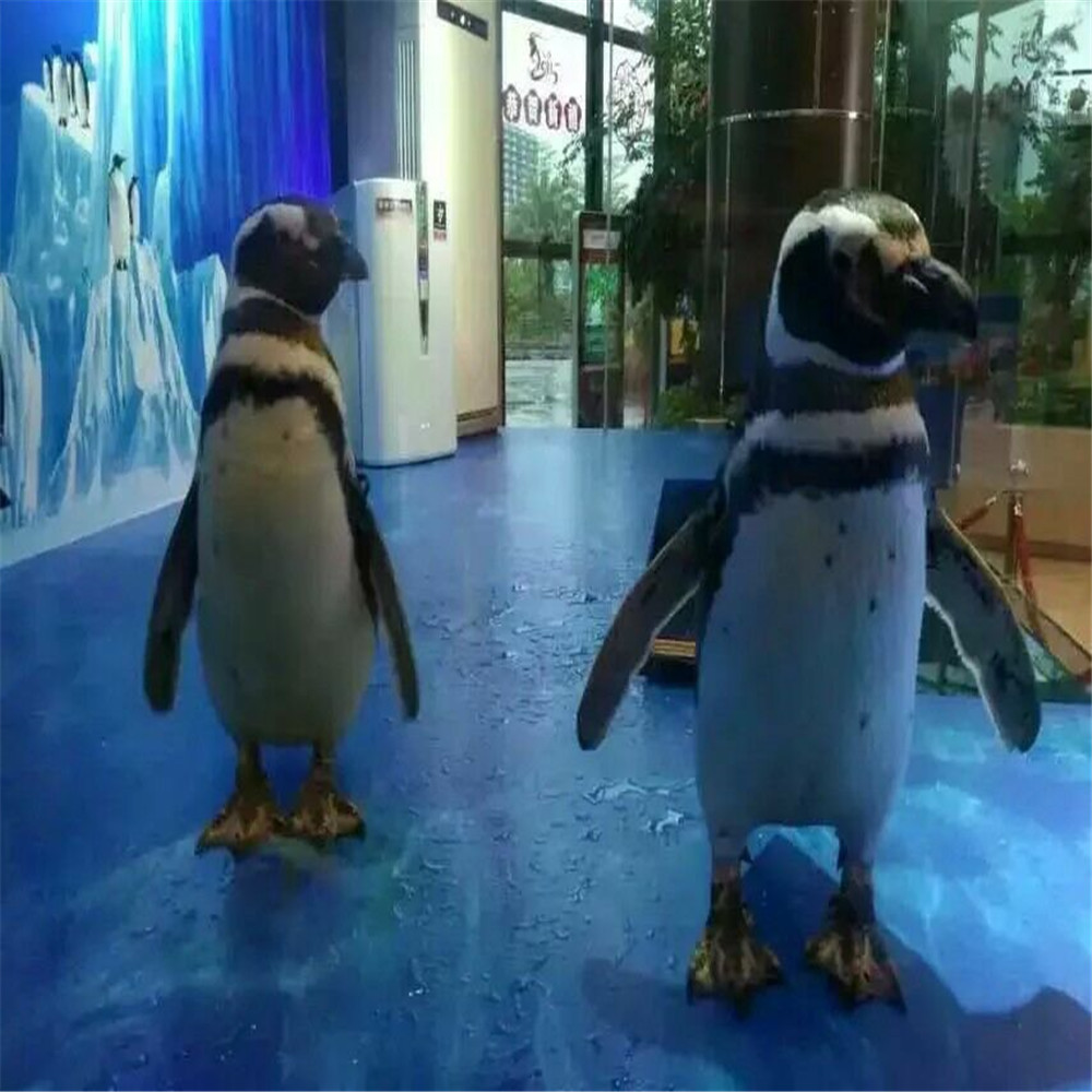 海洋动物展览租赁公司海洋动物展出租价格
