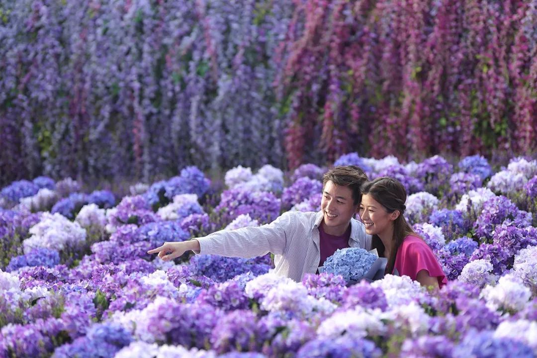  香港《紫·在北角汇》花夏祭