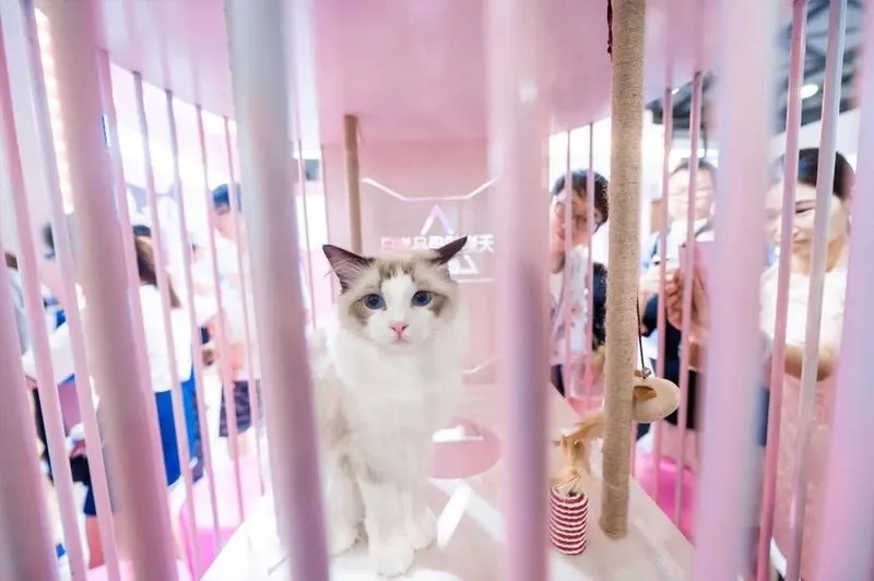 爆款的快闪店都是怎么玩儿的？