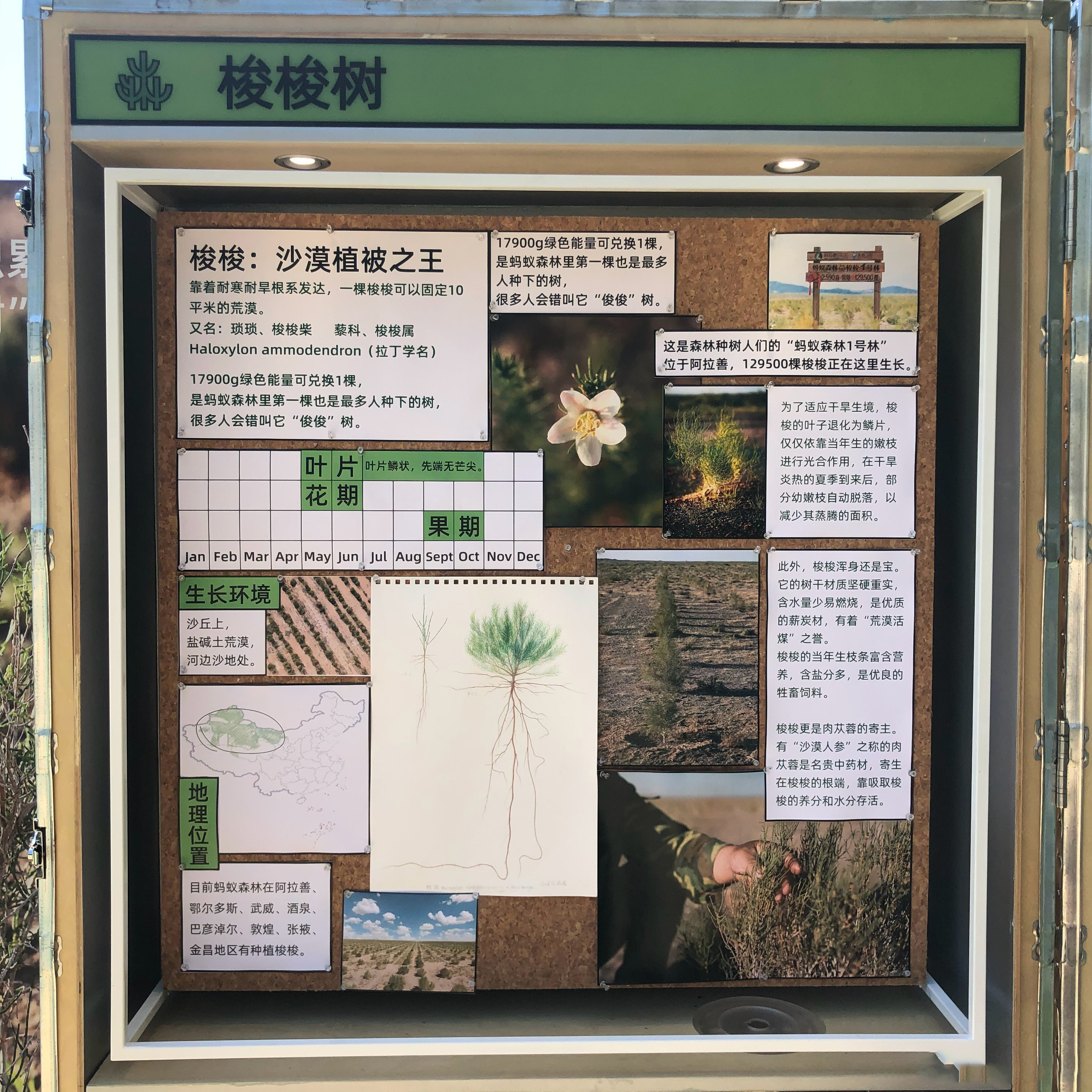 阿里巴巴集团｜蚂蚁森林绿色生活节