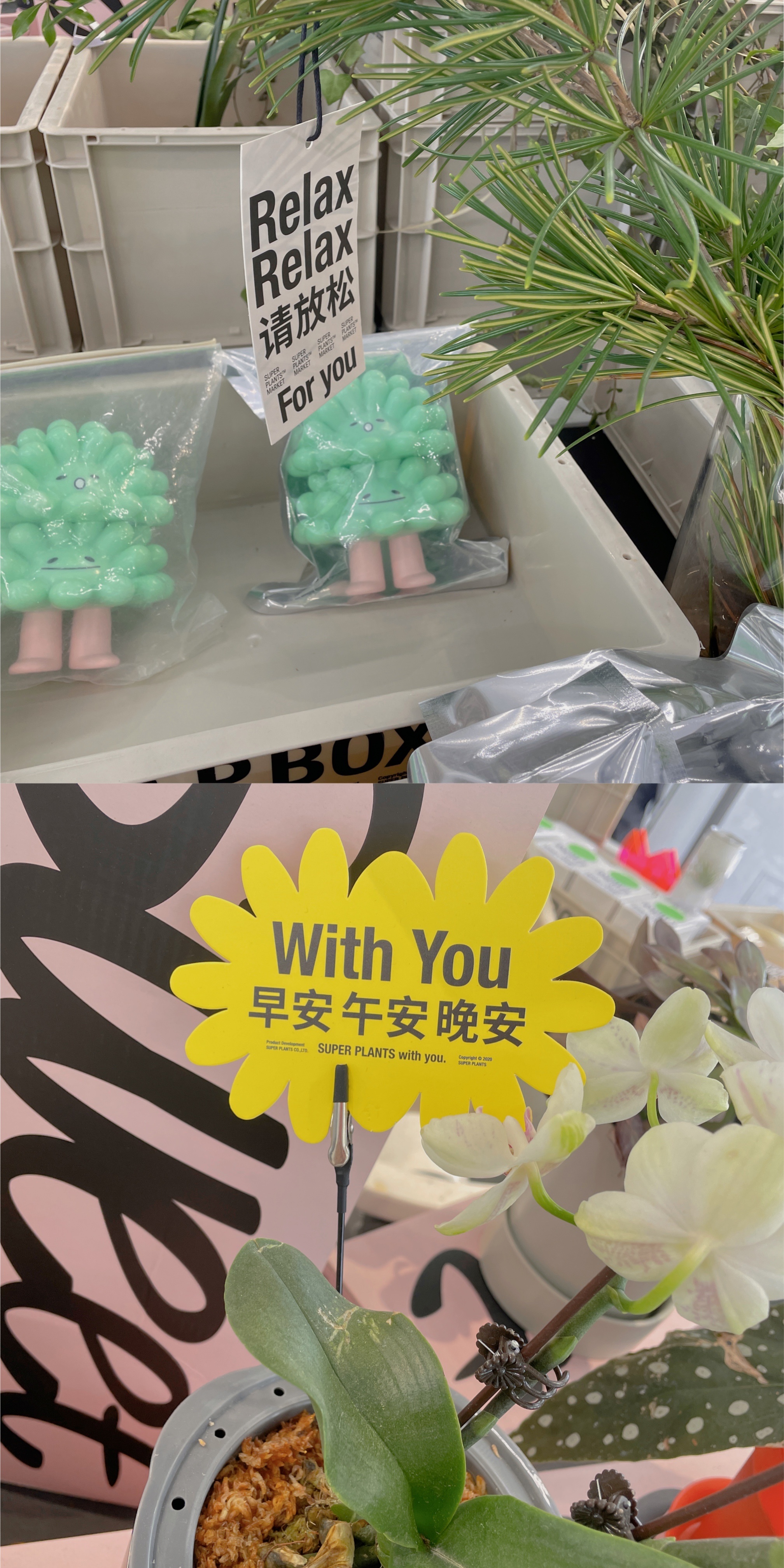 一起来魔都“乐爱万物”“放青松”