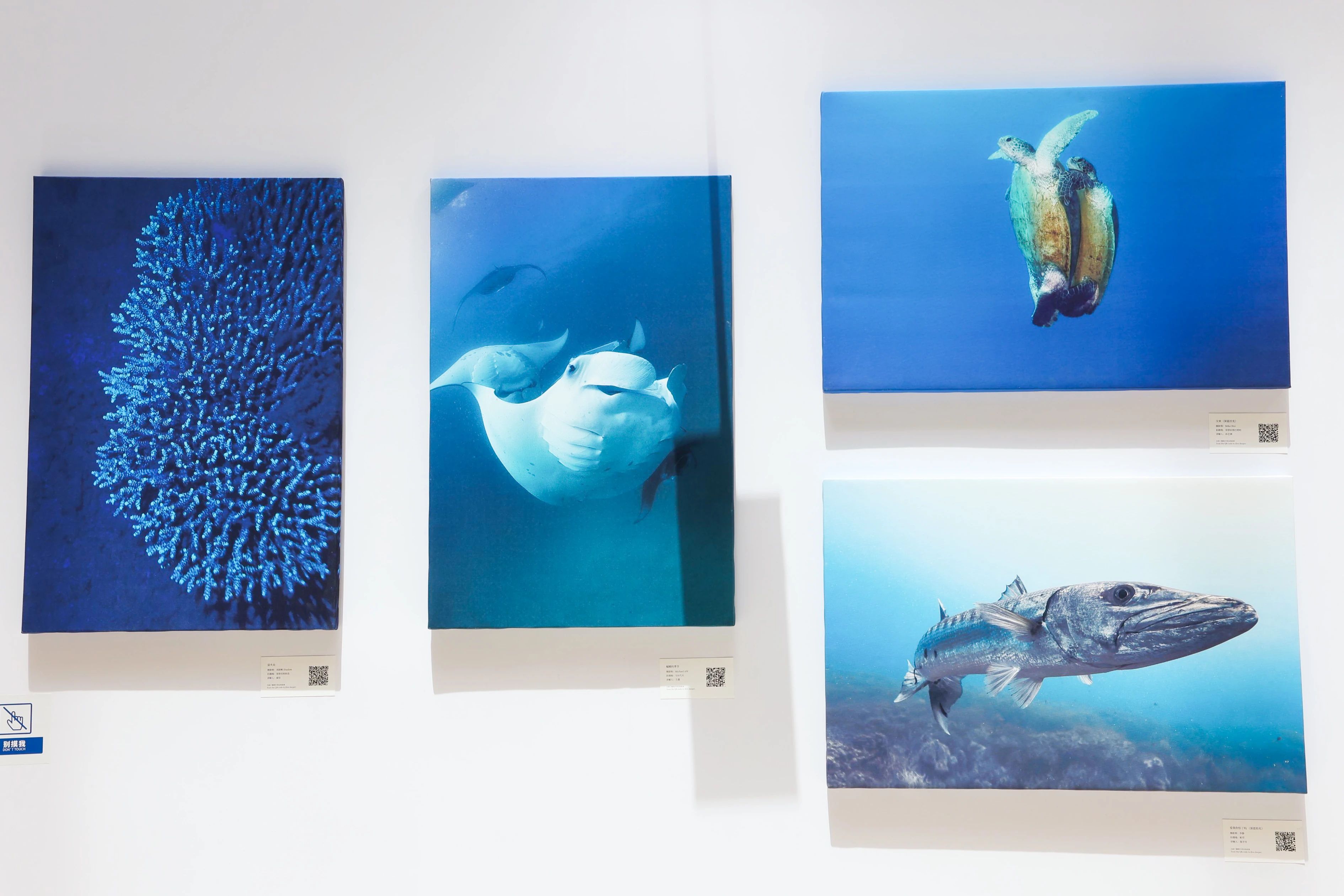 “熠熠生灰x壮美极境”海洋公益影像巡展