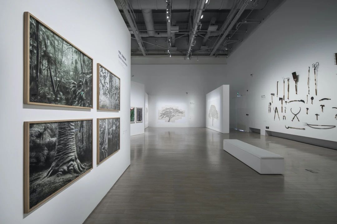 「树，树 Trees」艺术展览