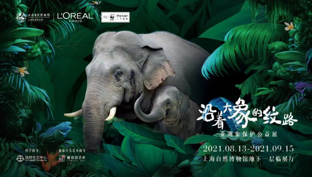 亚洲象保护公益展｜沿着大象的纹路