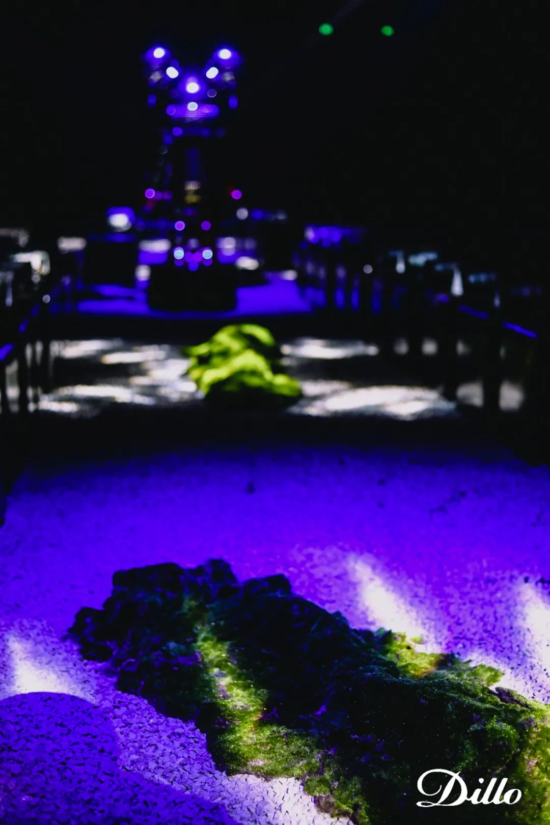 DILLO2022春夏发布活动策划秀出时尚更多与众不同的玩法和创造 美陈网站 美陈前沿 