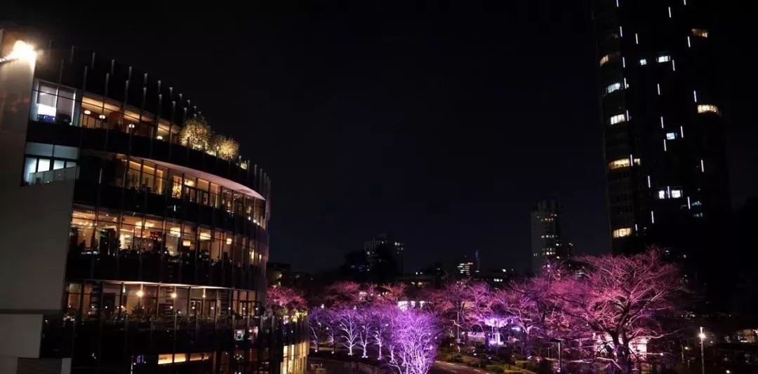 如此观赏性极强的气泡樱花展览活动，不走步一波太对不住它的美 美陈网站 美陈前沿 