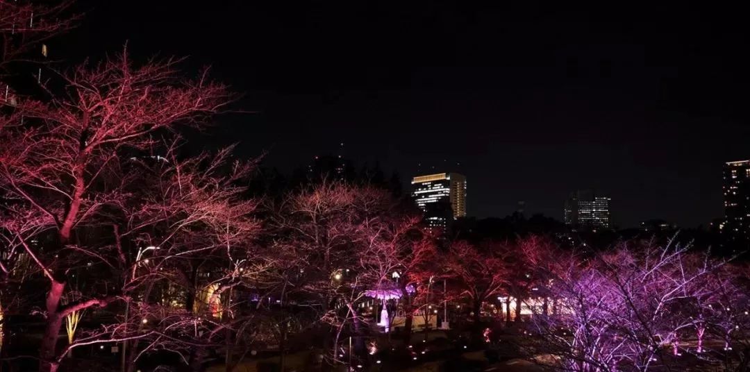 如此观赏性极强的气泡樱花展览活动，不走步一波太对不住它的美 美陈网站 美陈前沿 