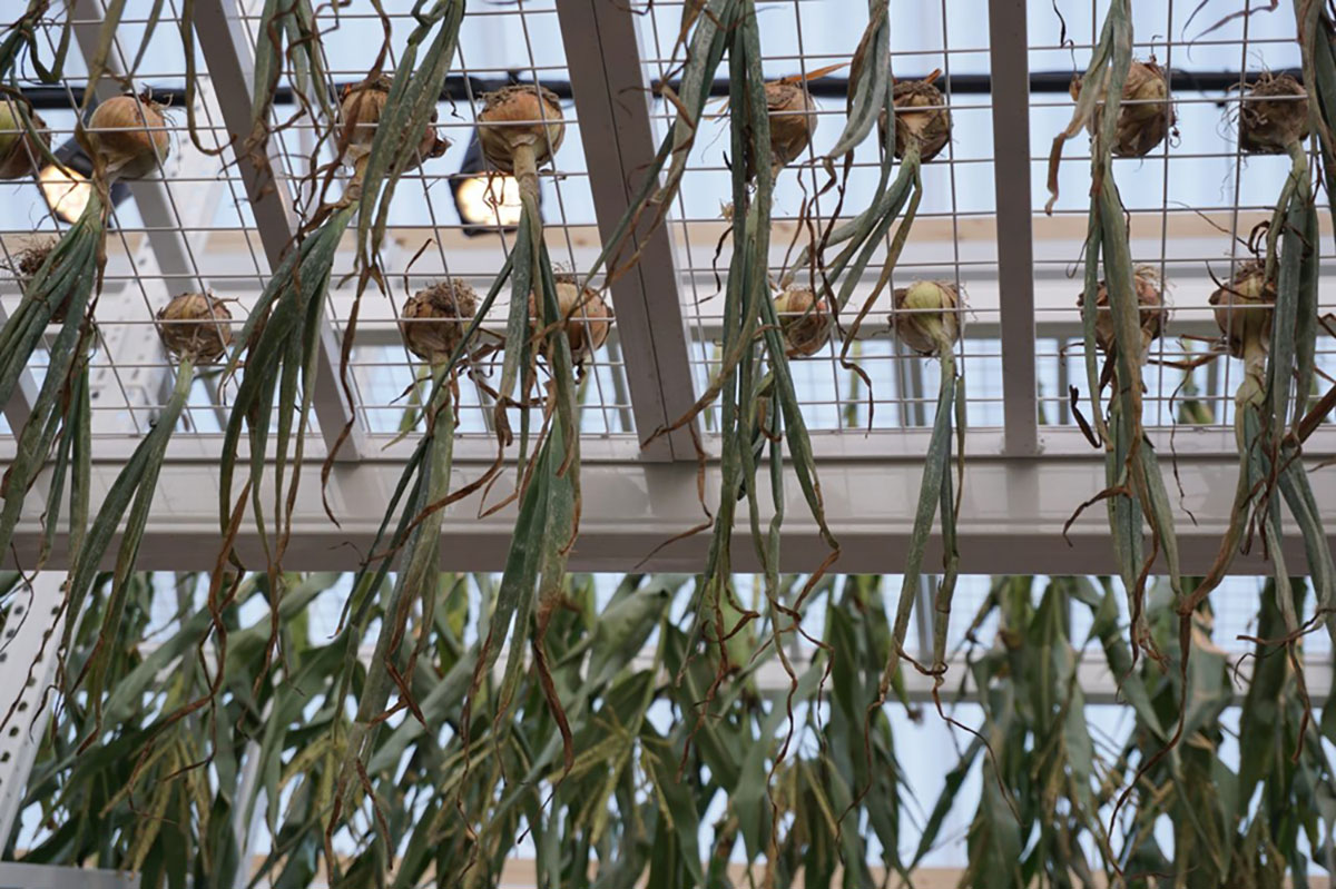 谷仓设计的快闪餐厅都是可回收的