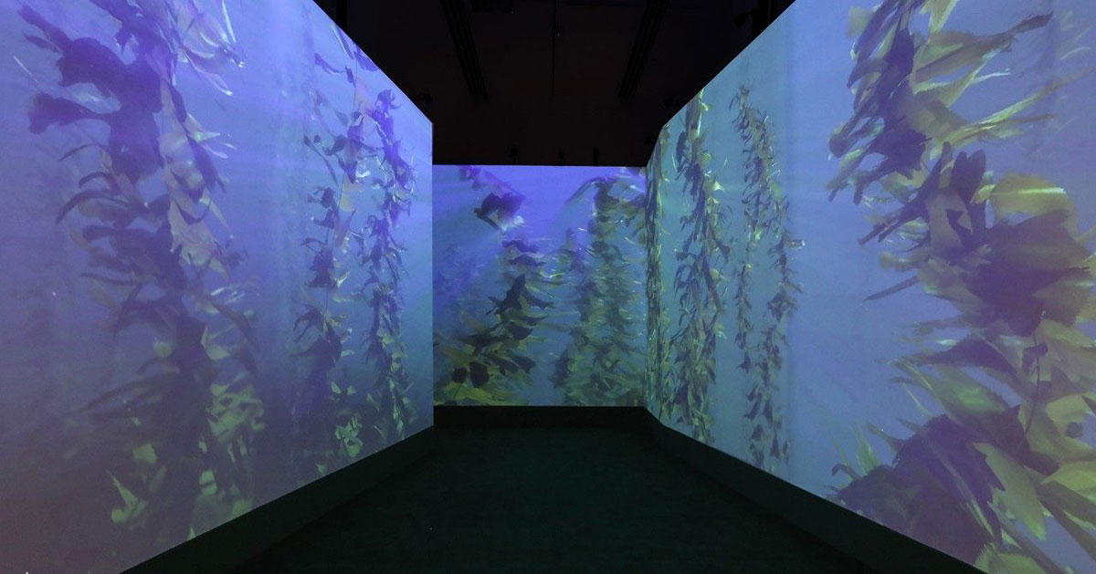 用光影艺术展示了海洋的另一种魅力，这个艺术展览带来了更多不一样的探索