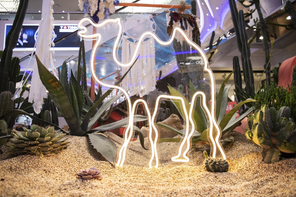 仙人掌主题会展活动带你“涨姿势”啦，“仙”境之旅开启咯