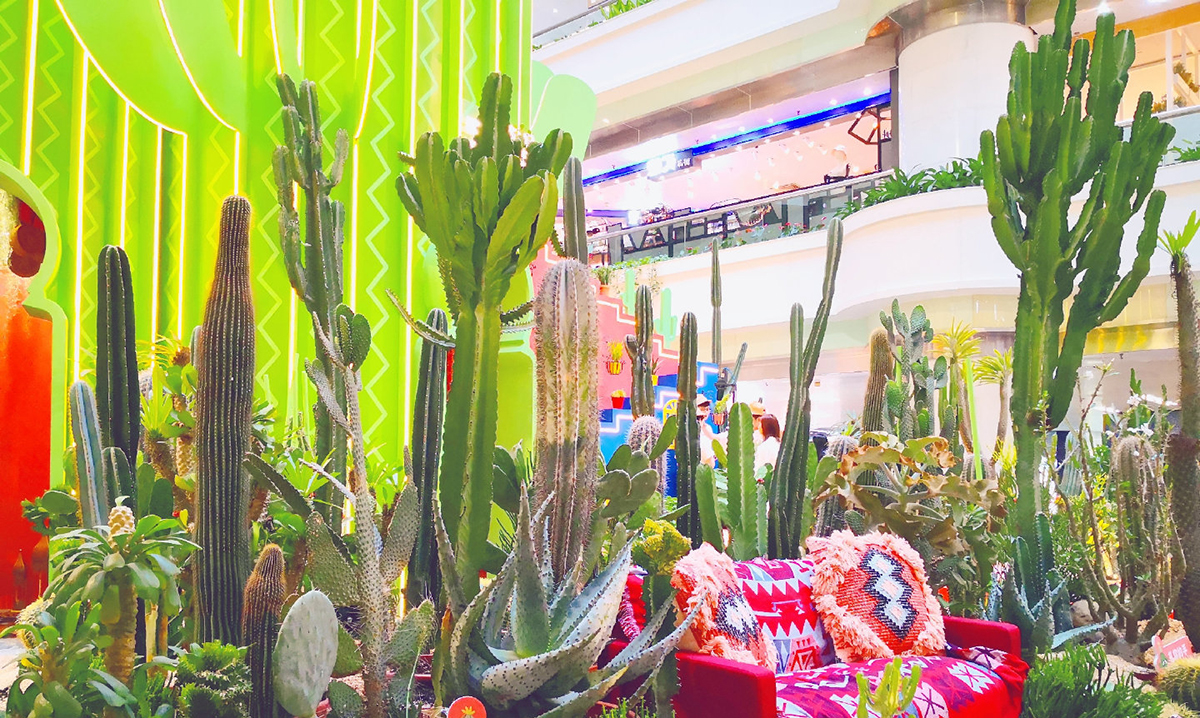 仙人掌主题会展活动带你“涨姿势”啦，“仙”境之旅开启咯