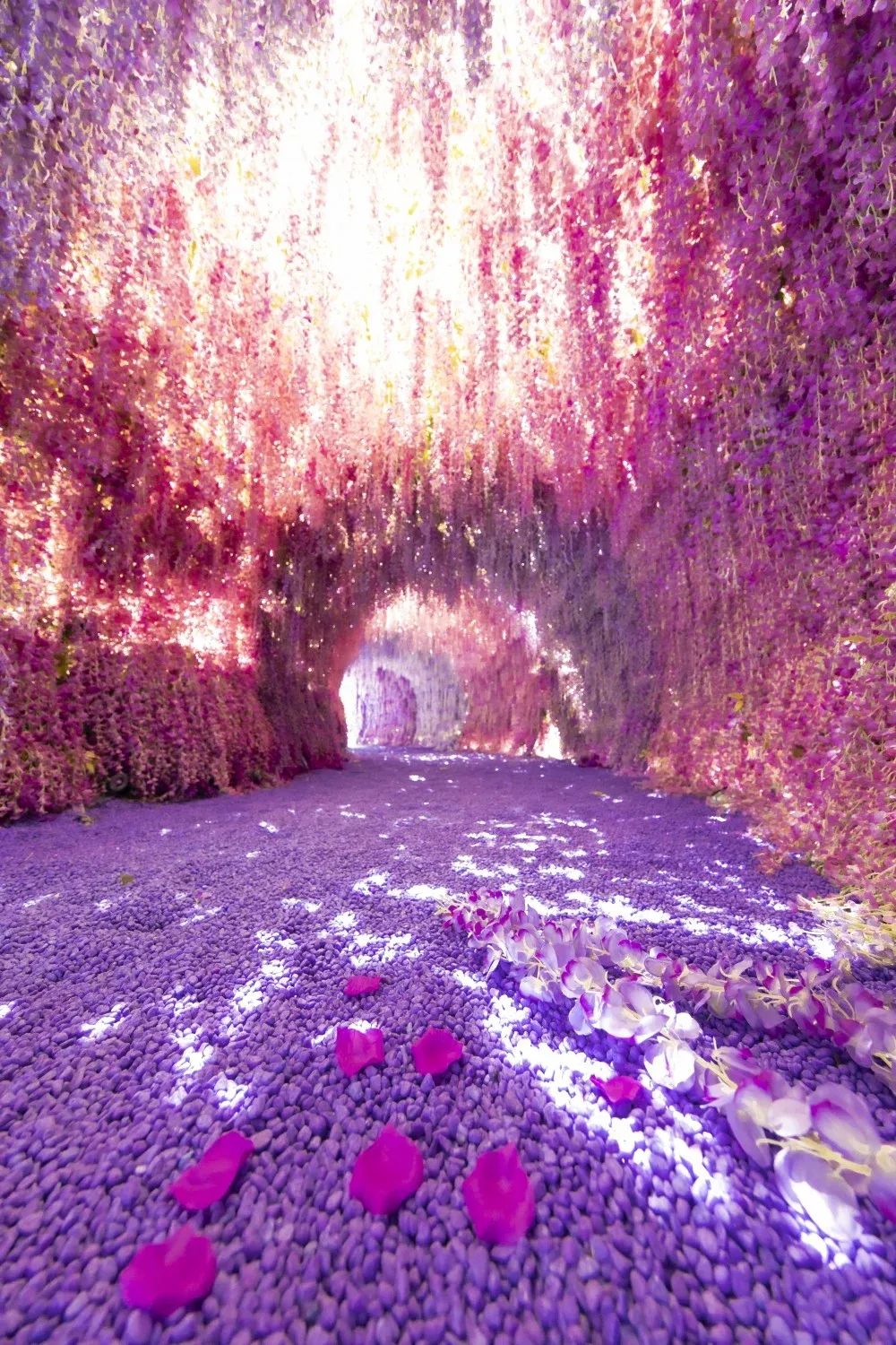 樱花主题展览活动策划的紫色花海把北角海渲染成紫色梦幻国度