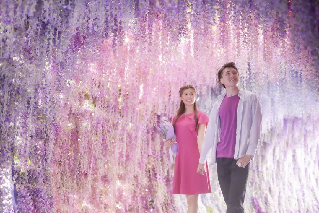 樱花主题展览活动策划的紫色花海把北角海渲染成紫色梦幻国度