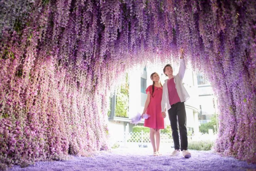 樱花主题展览活动策划的紫色花海把北角海渲染成紫色梦幻国度