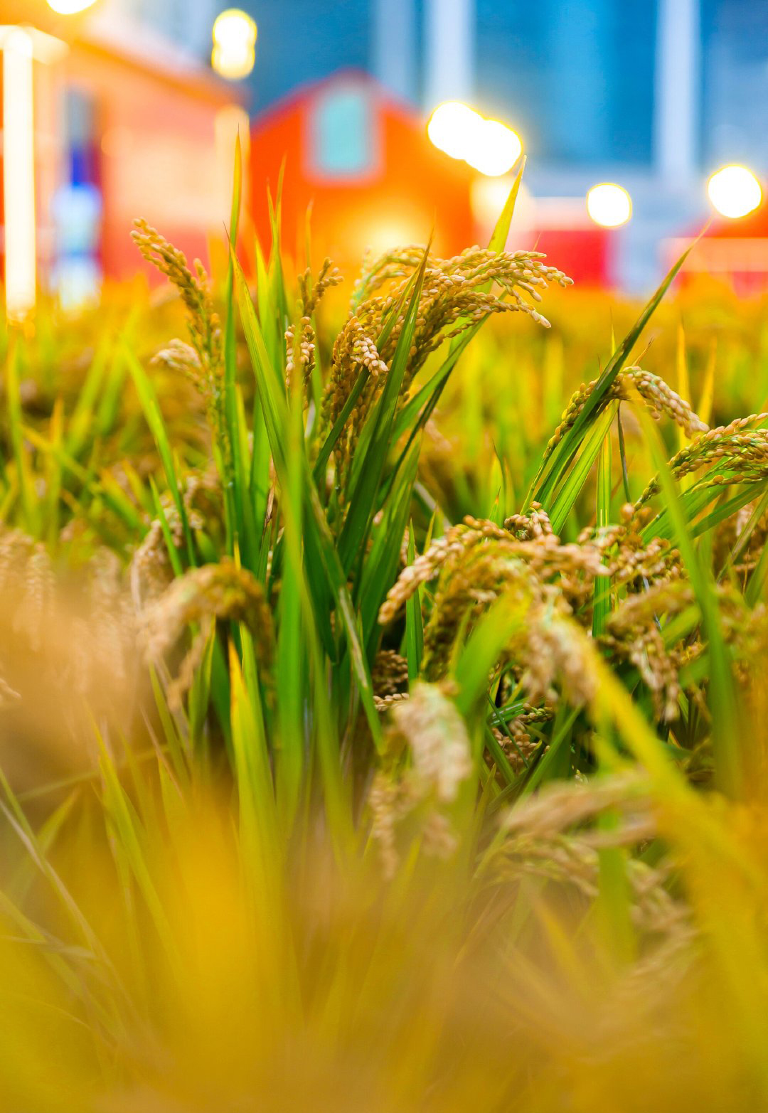 这是近期最喜欢的展览活动美陈了，金色稻浪诠释了丰收了！