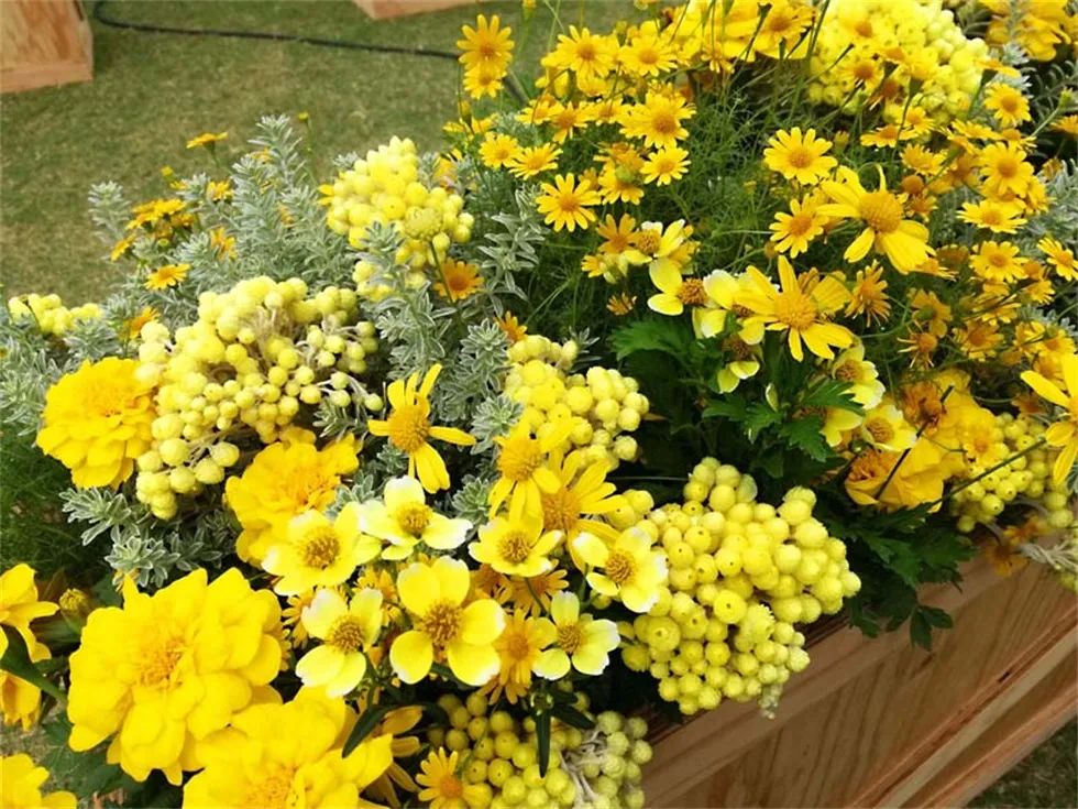 欧舒丹产品体验活动策划现场设置了一个巨大的气球，甚是吸睛