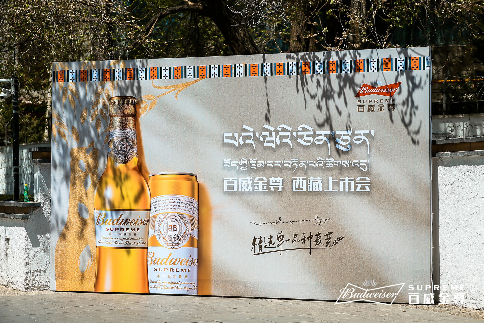 百威金尊西藏上市发布会活动策划用心定制,现场麦芽装饰尽享丰收