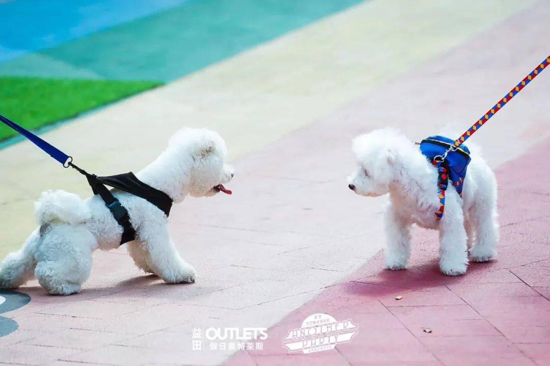 非日常宠物派对活动策划开播了,5大宠物玩乐区域嗨翻天了