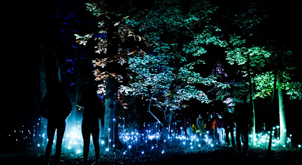灯光秀艺术展览活动领我们冬天在沉浸式森林一起漫步，走起！