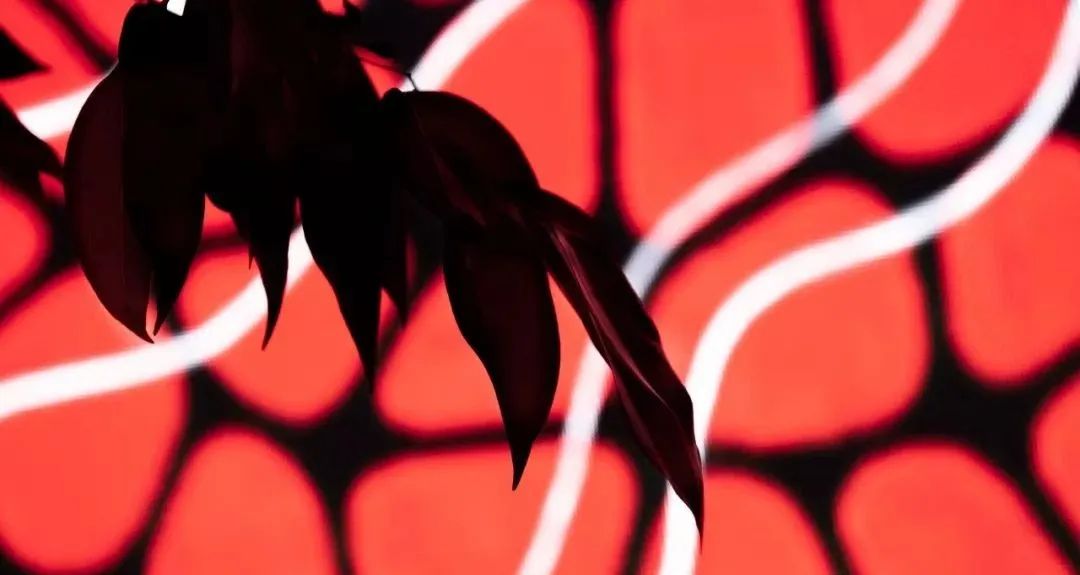 仅用一个灯光展览活动装置就传递了大自然的声音，自然之声太神奇了