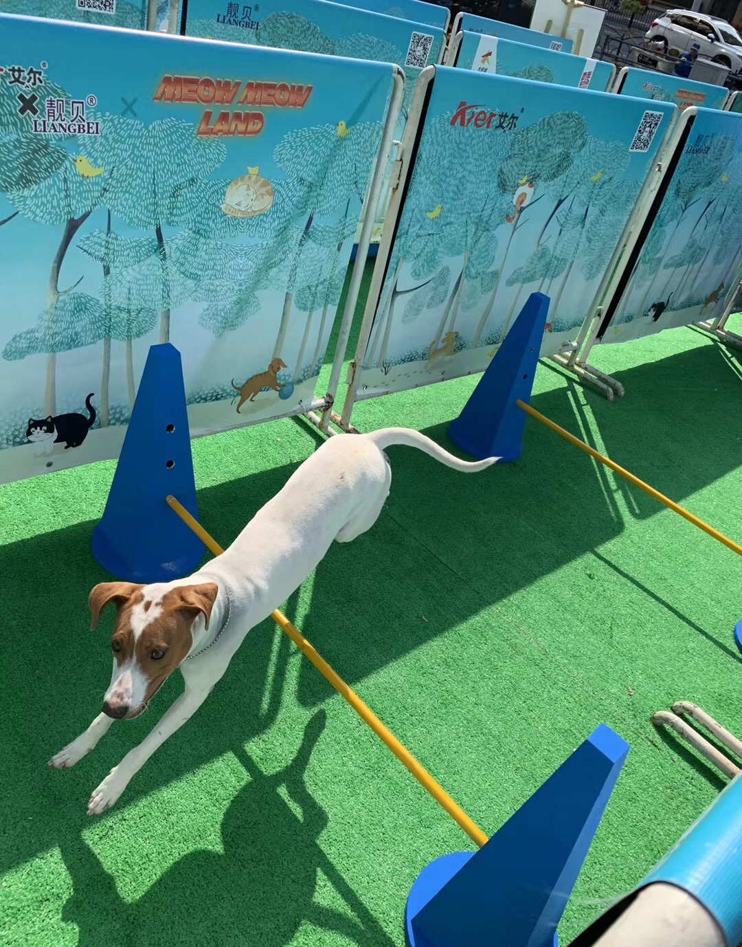 萌宠嘉年华会展活动上欢声一片,萌宠们更是释放了束缚放开玩