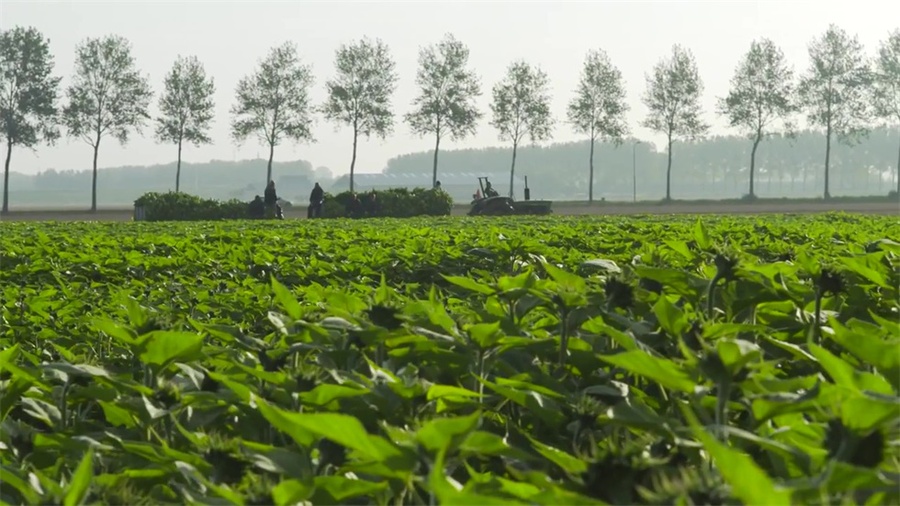 12.5万多向日葵打造的迷宫，这个开业庆典活动亮了视线