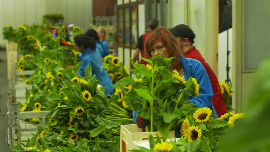 12.5万多向日葵打造的迷宫,这个开业庆典活动亮了视线