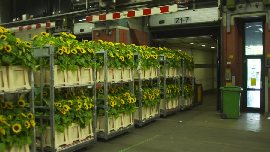 12.5万多向日葵打造的迷宫,这个开业庆典活动亮了视线