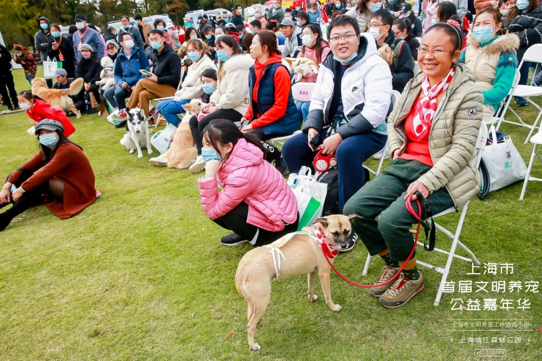 魔都宠物嘉年华活动策划,各大萌宠治愈力真的超级MAX!